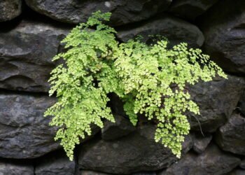 Essa planta mágica ajuda a afastar insetos e energias negativas da sua casa
