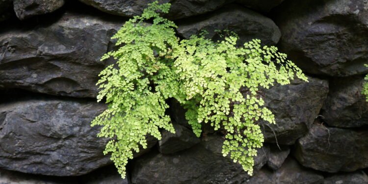 Essa planta mágica ajuda a afastar insetos e energias negativas da sua casa