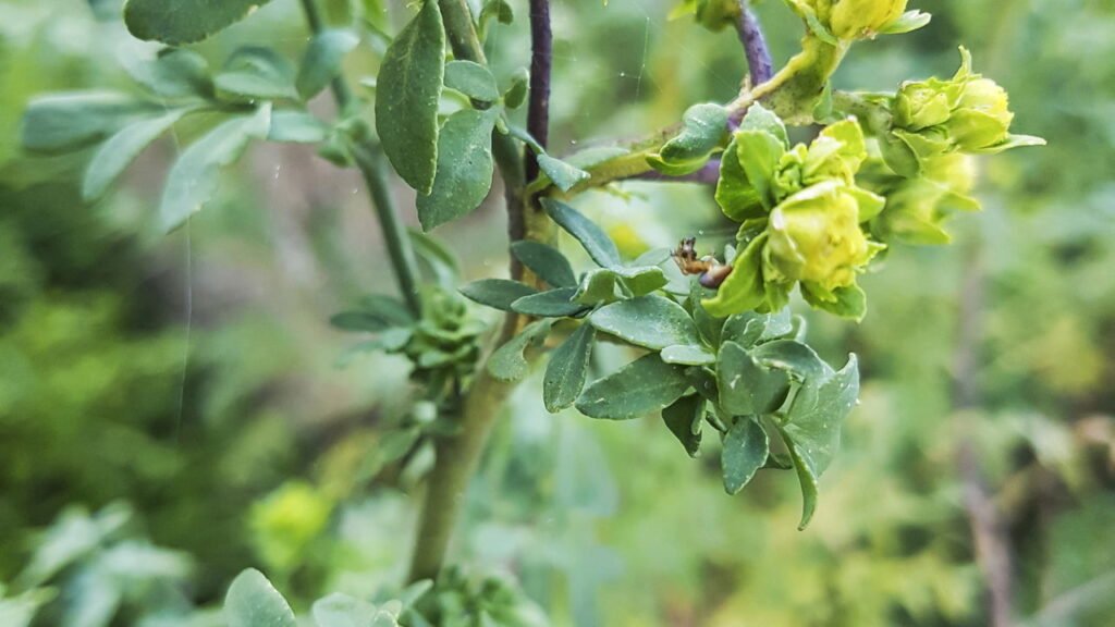 Essa planta mágica ajuda a afastar insetos e energias negativas da sua casa