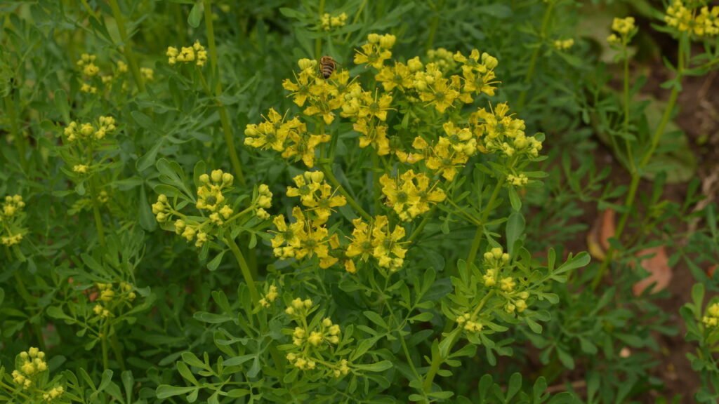Essa planta mágica ajuda a afastar insetos e energias negativas da sua casa