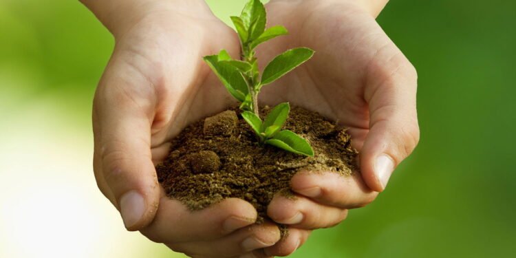 5 plantas que gostam de pouca luz para ter em ambientes internos