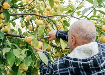Maneira correta de podar o limoeiro para estimular o crescimento saudável