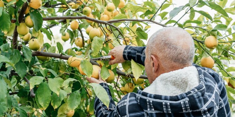 Maneira correta de podar o limoeiro para estimular o crescimento saudável