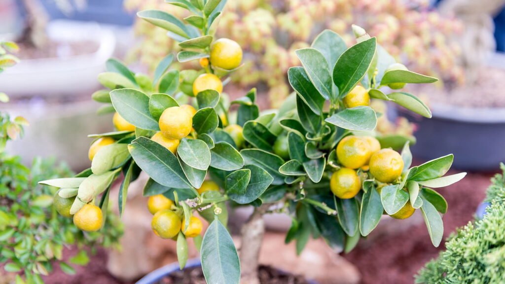 Maneira correta de podar o limoeiro para estimular o crescimento saudável