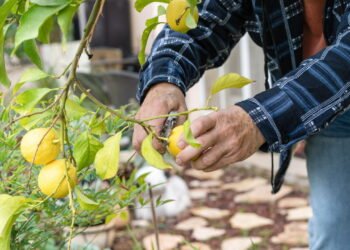 Maneira correta de podar o limoeiro para estimular o crescimento saudável