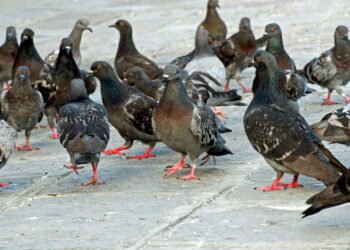 Sofrendo com invasão de pombos? 5 soluções naturais para espantar sem gastar muito