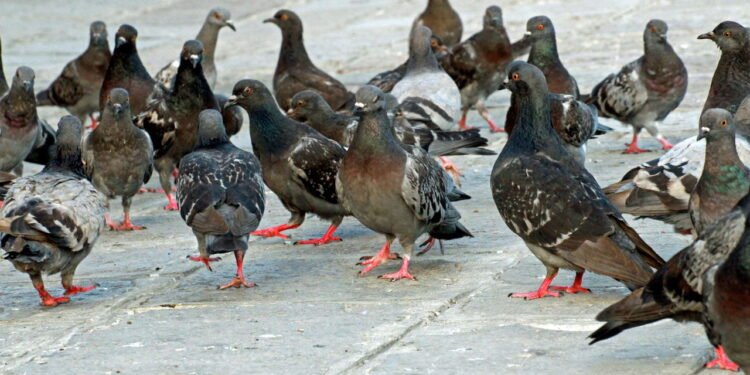 Sofrendo com invasão de pombos? 5 soluções naturais para espantar sem gastar muito