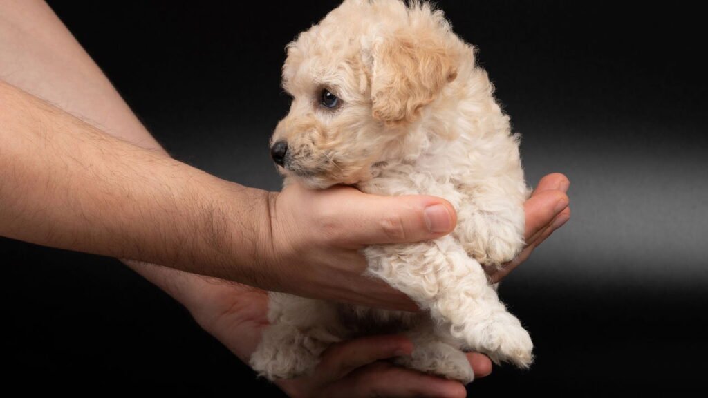 Essas são as raças de cães que mais vivem e como garantir uma longevidade maior