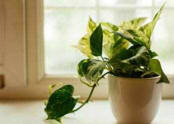 Essa planta pode morrer se você podar nesse mês de agosto