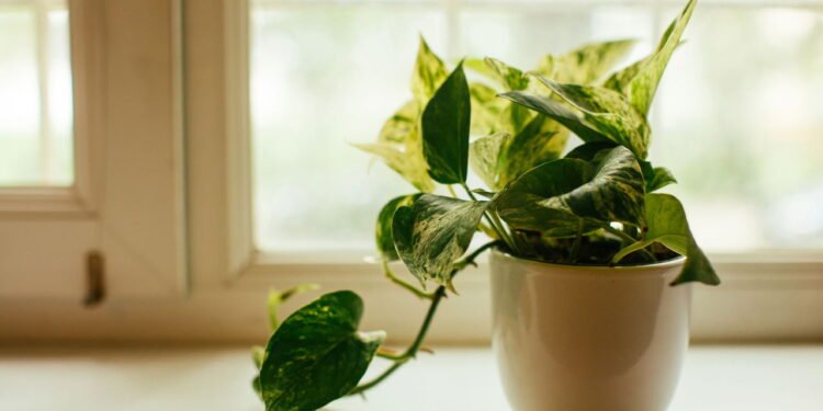 Pothos - Créditos: depositphotos.com / coolnina