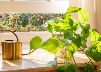 Essa planta pode morrer se você podar nesse mês de agosto