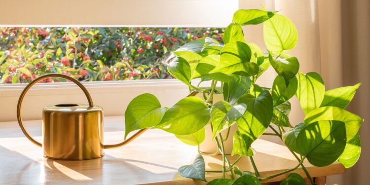 Pothos - Créditos: depositphotos.com / jonny4c