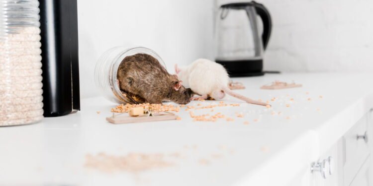 O que significa quando ratos aparecem em casa segundo a espiritualidade