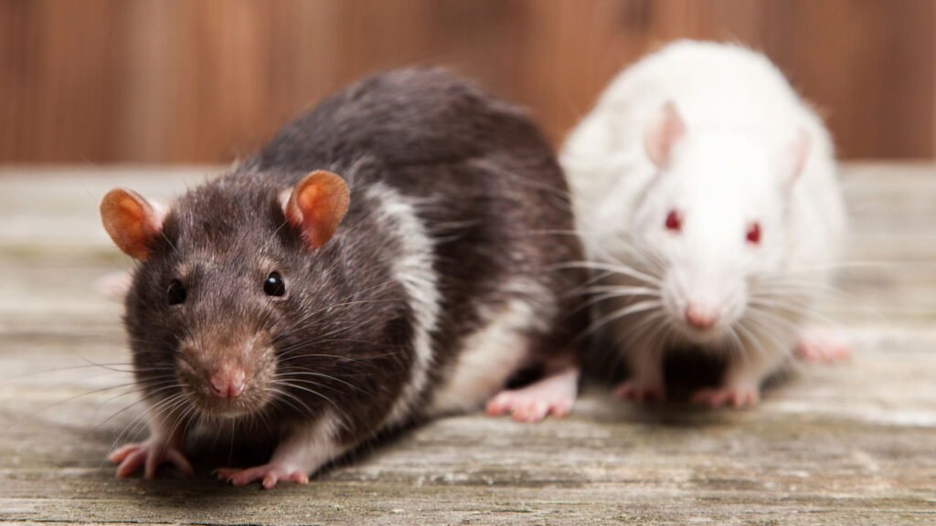 O que significa quando ratos aparecem em casa segundo a espiritualidade