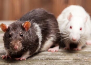 O que significa quando ratos aparecem em casa segundo a espiritualidade