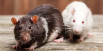 O que significa quando ratos aparecem em casa segundo a espiritualidade