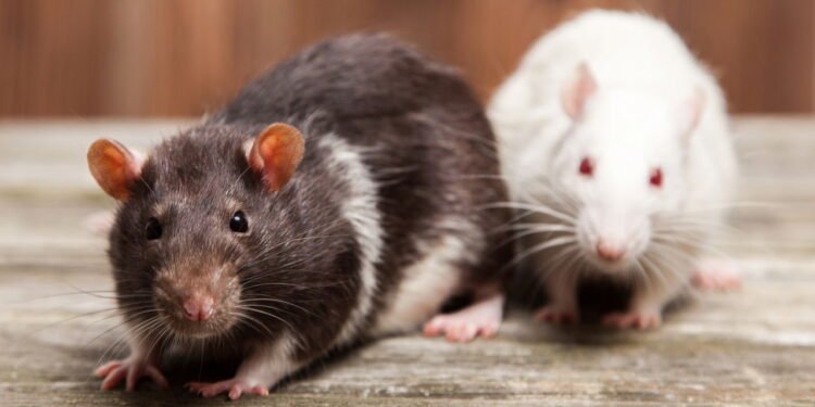 O que significa quando ratos aparecem em casa segundo a espiritualidade