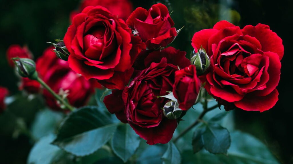 4 cuidados que jardineiros usam para garantir rosas perfeitas na próxima estação