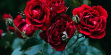 4 cuidados que jardineiros usam para garantir rosas perfeitas na próxima estação