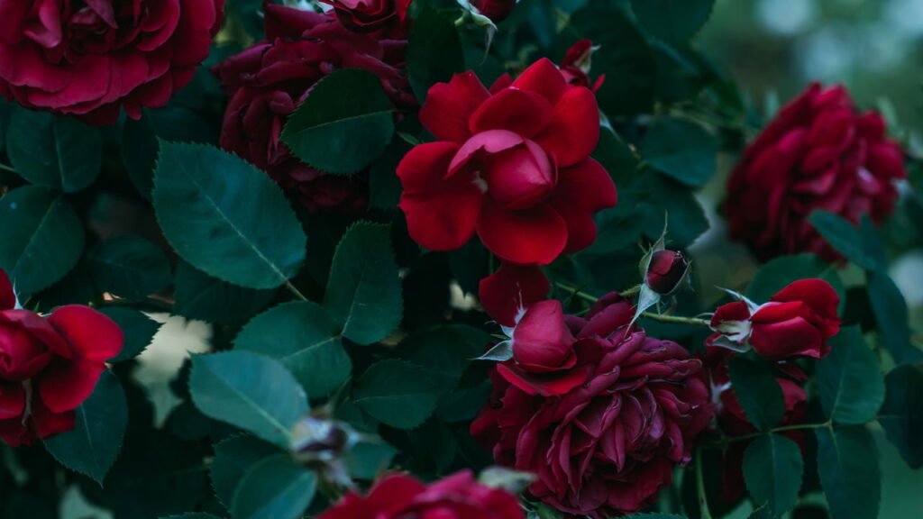 4 cuidados que jardineiros usam para garantir rosas perfeitas na próxima estação