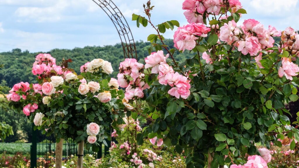 O que significa manchas pretas nas folhas? Saiba identificar fungos nas roseiras
