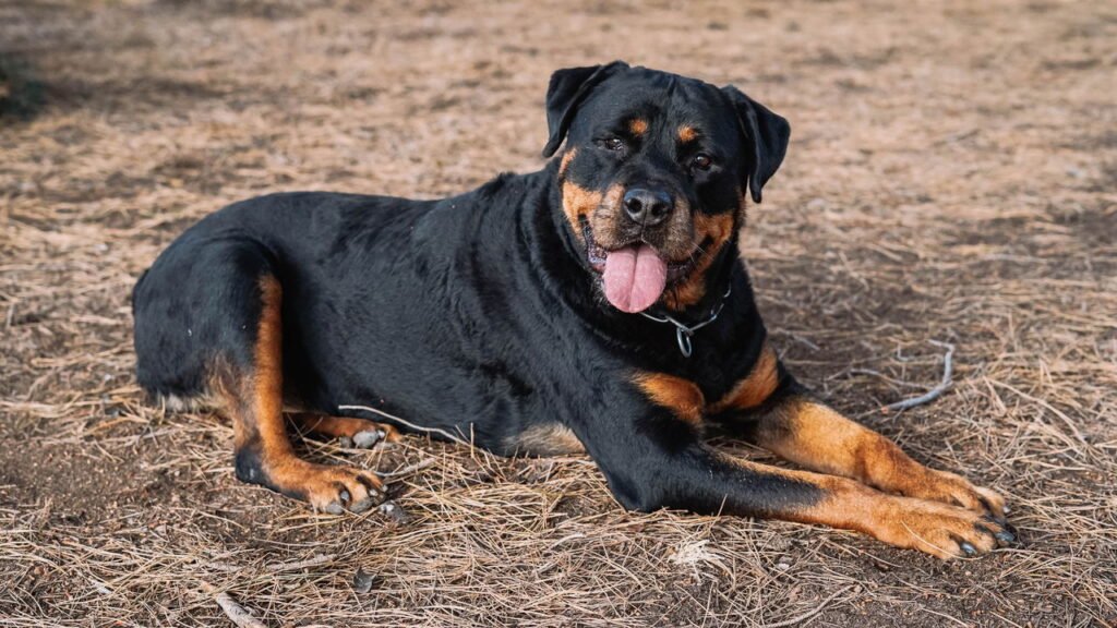 As melhores raças de cães de guarda para segurança do lar