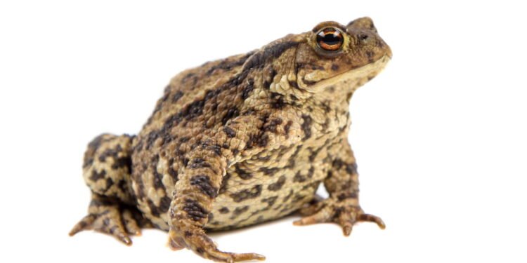 Sete animais que preveem desastres naturais e o que isso revela sobre o ambiente