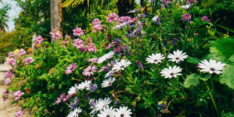 Quais sementes de flores semear em agosto ?