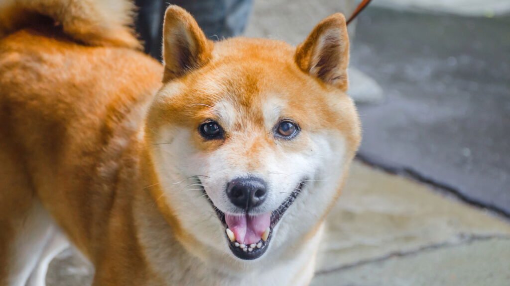 As raças de cães que vivem mais, segundo especialistas