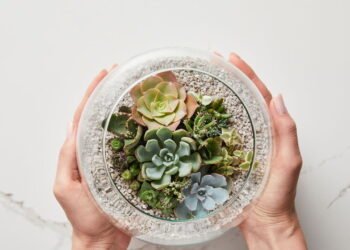4 passos simples para fazer mudas de suculentas em casa