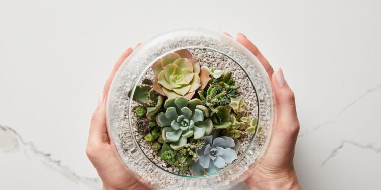 4 passos simples para fazer mudas de suculentas em casa