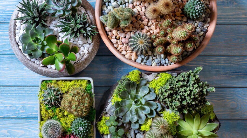 Terrários decorativos