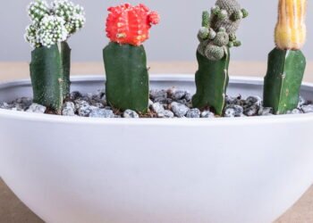 Terrários decorativos