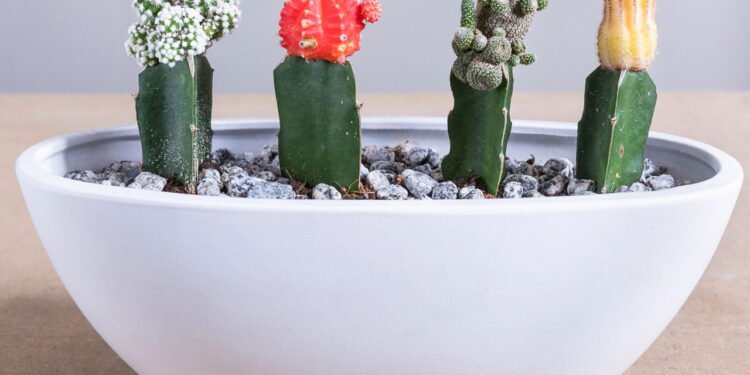 Terrários decorativos