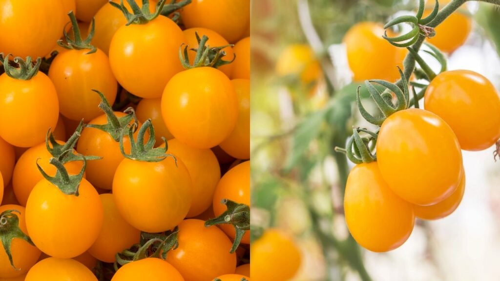 Tomate-cereja amarelo