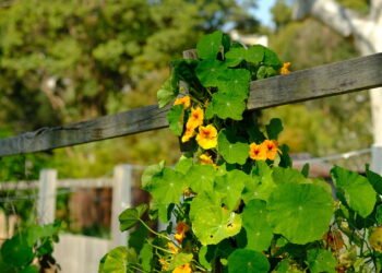 A flor comestível que colore saladas e ainda repele insetos naturalmente