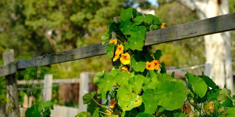 A flor comestível que colore saladas e ainda repele insetos naturalmente