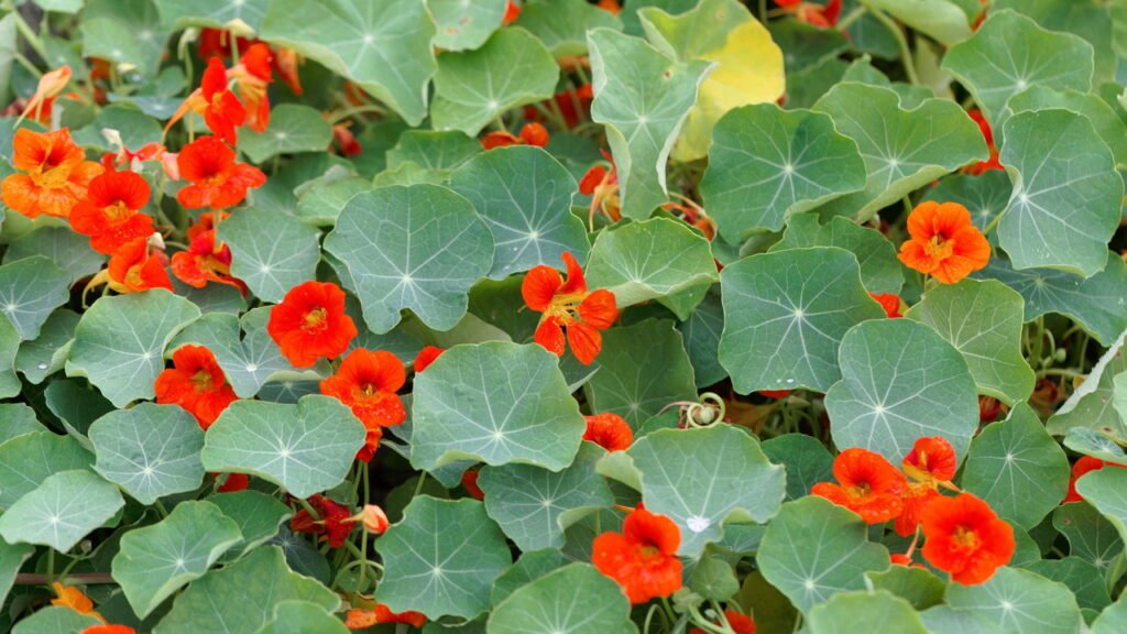 A flor comestível que colore saladas e ainda repele insetos naturalmente
