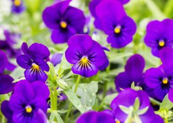 A flor comestível que suporta o frio e deixa o jardim vibrante e bonito