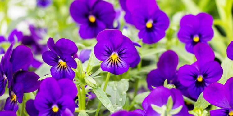 A flor comestível que suporta o frio e deixa o jardim vibrante e bonito