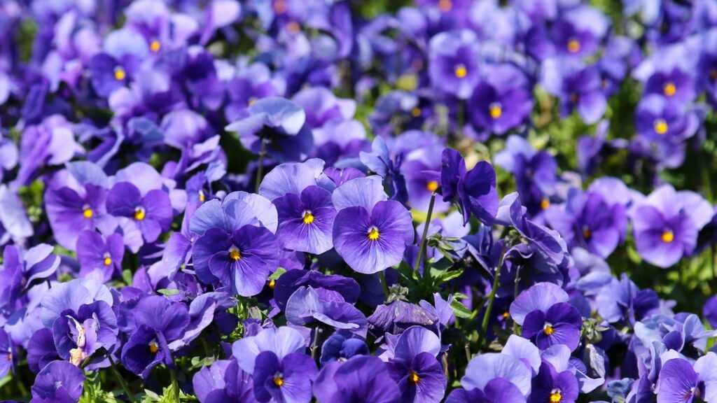 A flor comestível que suporta o frio e deixa o jardim vibrante e bonito