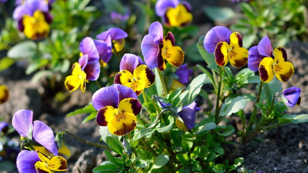 A flor comestível que suporta o frio e deixa o jardim vibrante e bonito