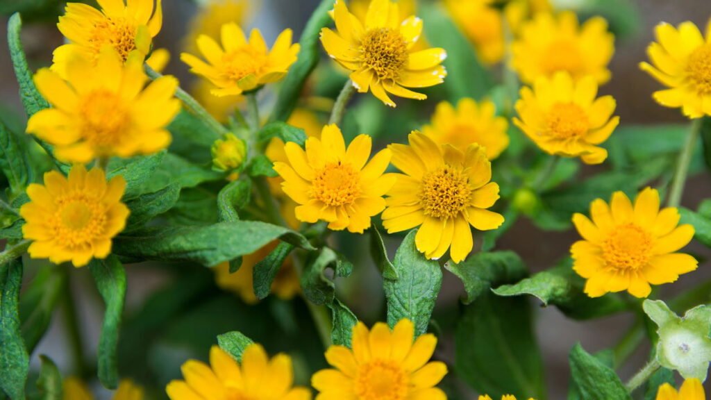 As melhores flores resistentes ao calor para se ter em um jardim colorido