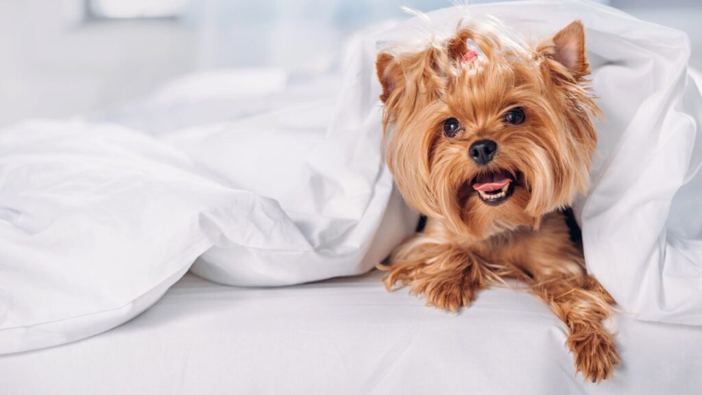 As raças de cachorro mais indicadas para viver bem em apartamentos