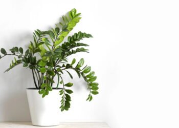 Mantenha sua Zamioculca bonita e saudável o ano inteiro sem esforço