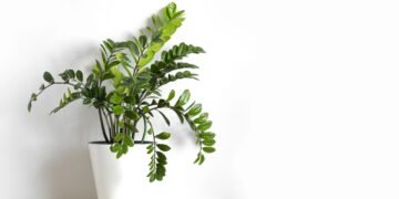 Mantenha sua Zamioculca bonita e saudável o ano inteiro sem esforço