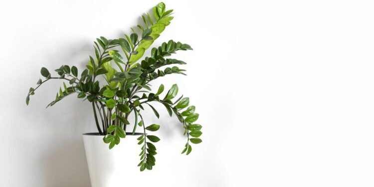 Mantenha sua Zamioculca bonita e saudável o ano inteiro sem esforço