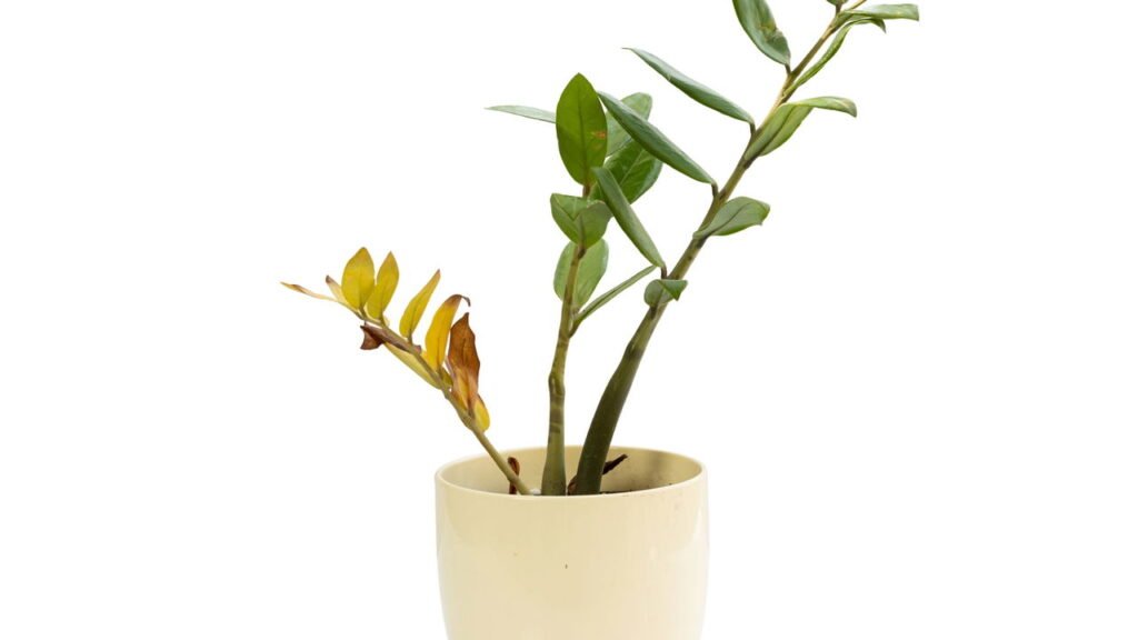 Zamioculca sempre linda com essas dicas fáceis de cuidados