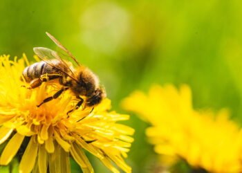 O segredo para atrair abelhas e borboletas para seu jardim