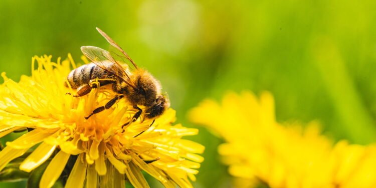 O segredo para atrair abelhas e borboletas para seu jardim